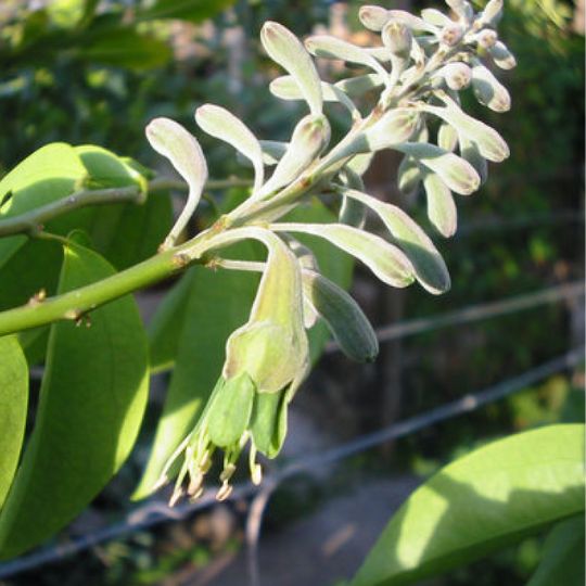 Griffonia Simplicifolia