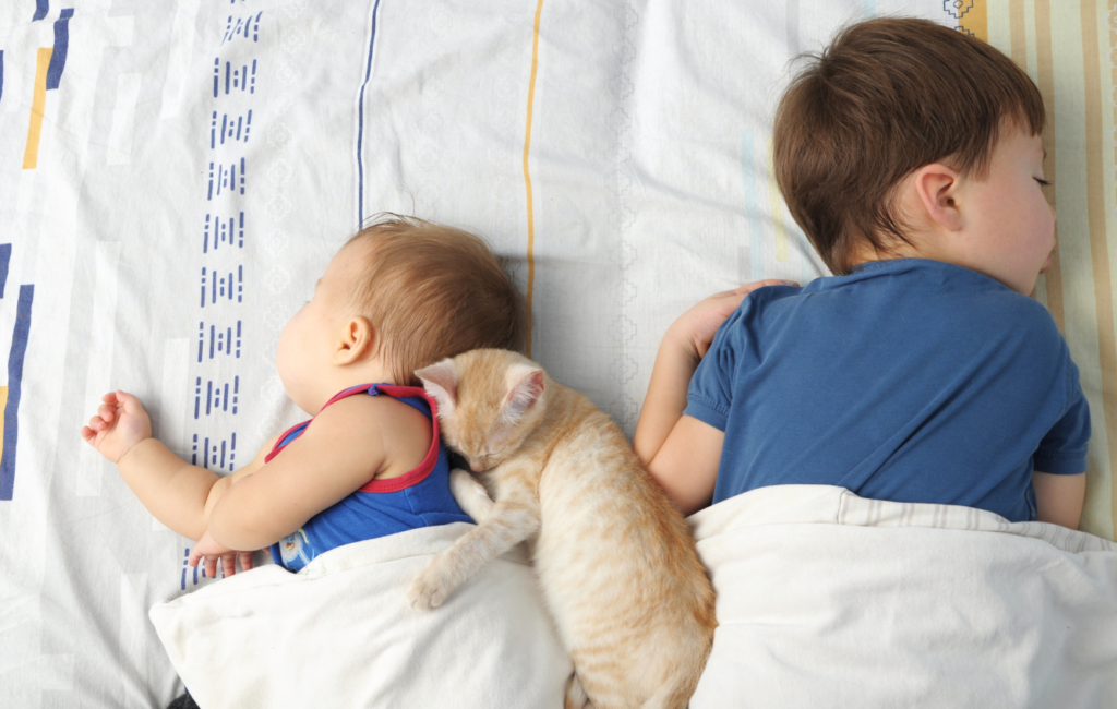 Dormir avec les animaux entre douceur et précautions